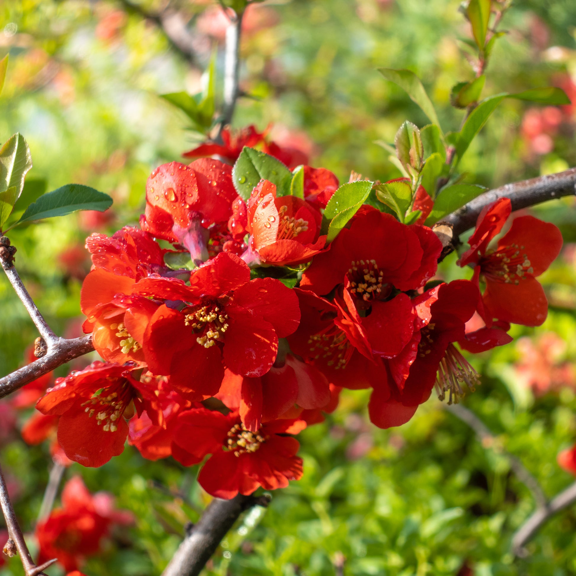 Cognassier à fleurs rouges - Chaenomeles speciosa Texas red - Bakker