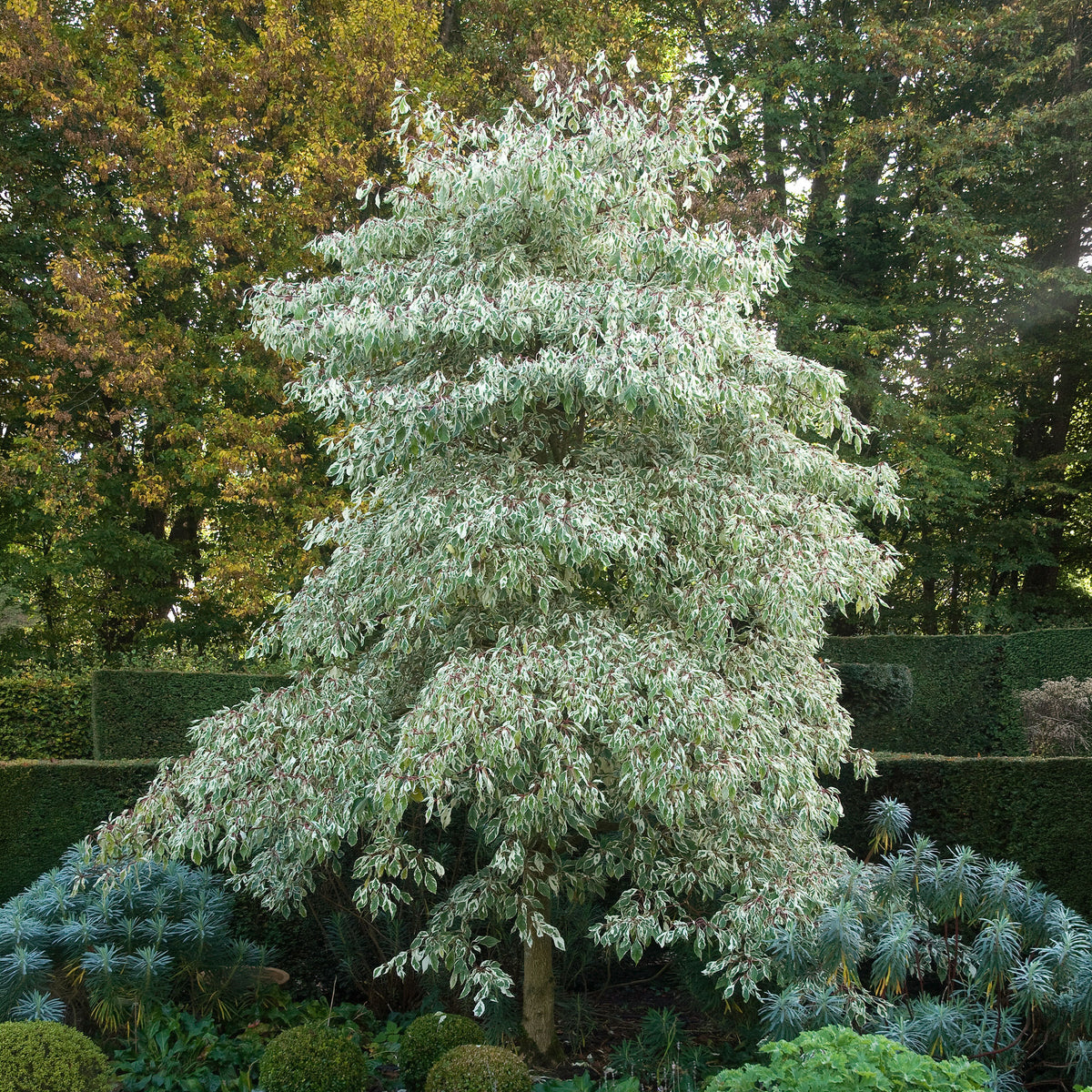 Arbustes - Cornouiller des pagodes panaché - Cornus controversa variegata