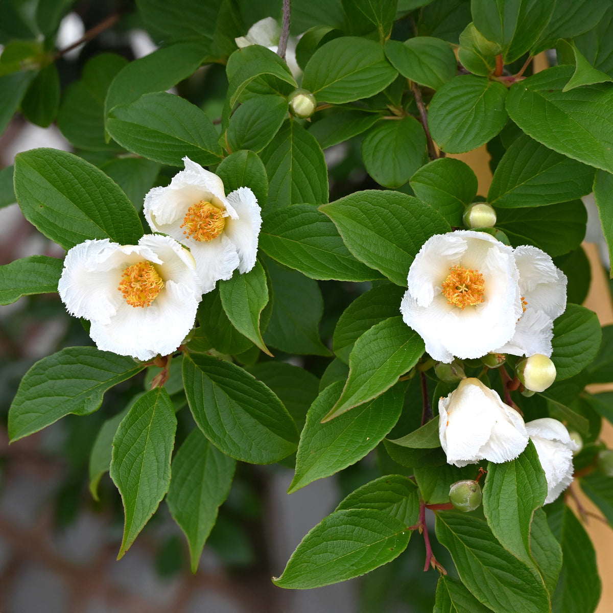 Stewartia - Bakker