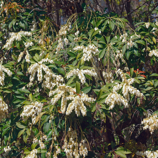 Pieris Cascade blanche - Bakker