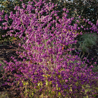 Callicarpa Profusion - Callicarpa bodinieri Profusion - Bakker