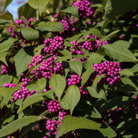 Callicarpa Profusion - Bakker