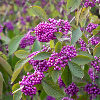 Vente Callicarpa Profusion - Callicarpa bodinieri Profusion