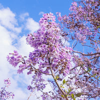 Vente L'Arbre impérial- Paulownia - Paulownia tomentosa