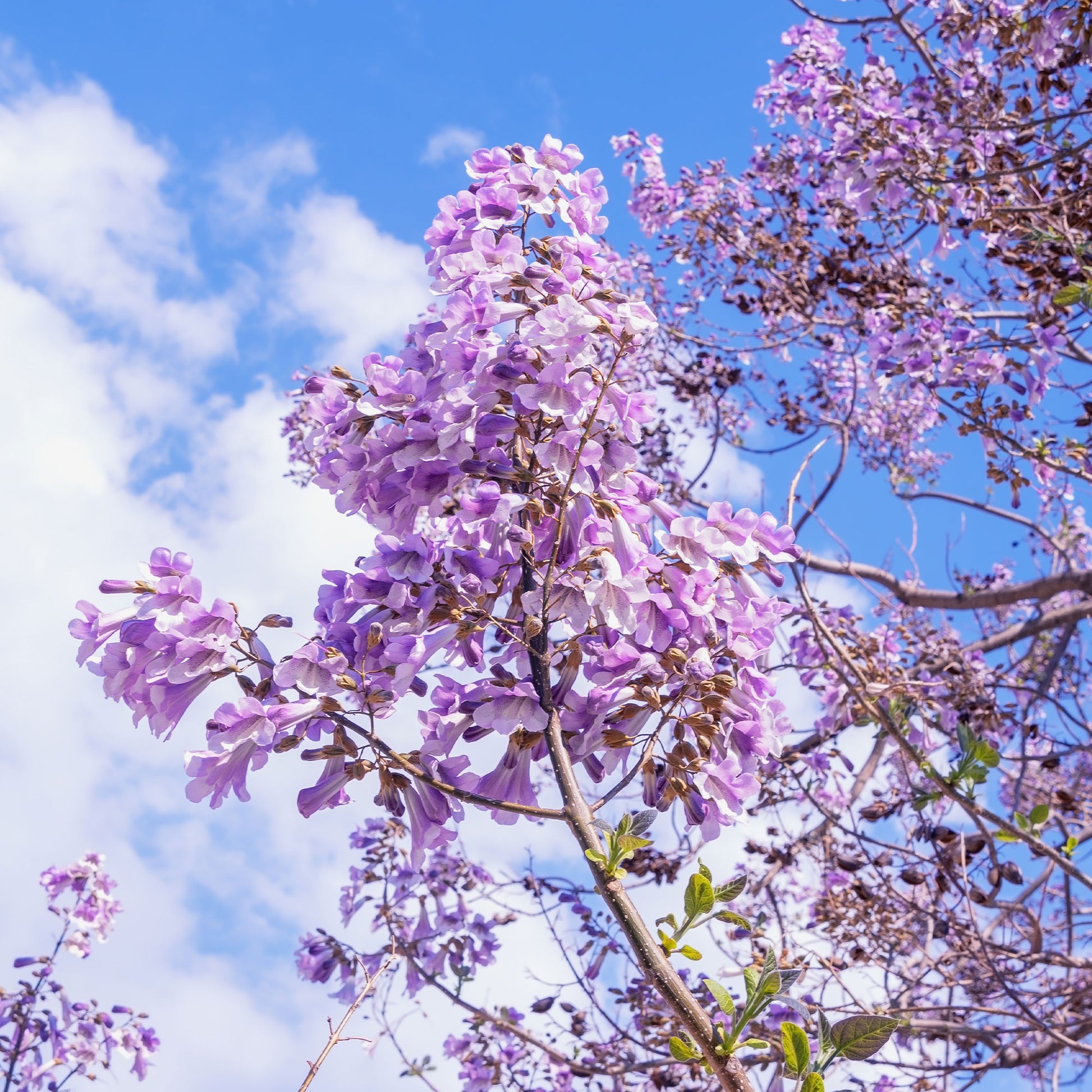 Vente L'Arbre impérial- Paulownia - Paulownia tomentosa