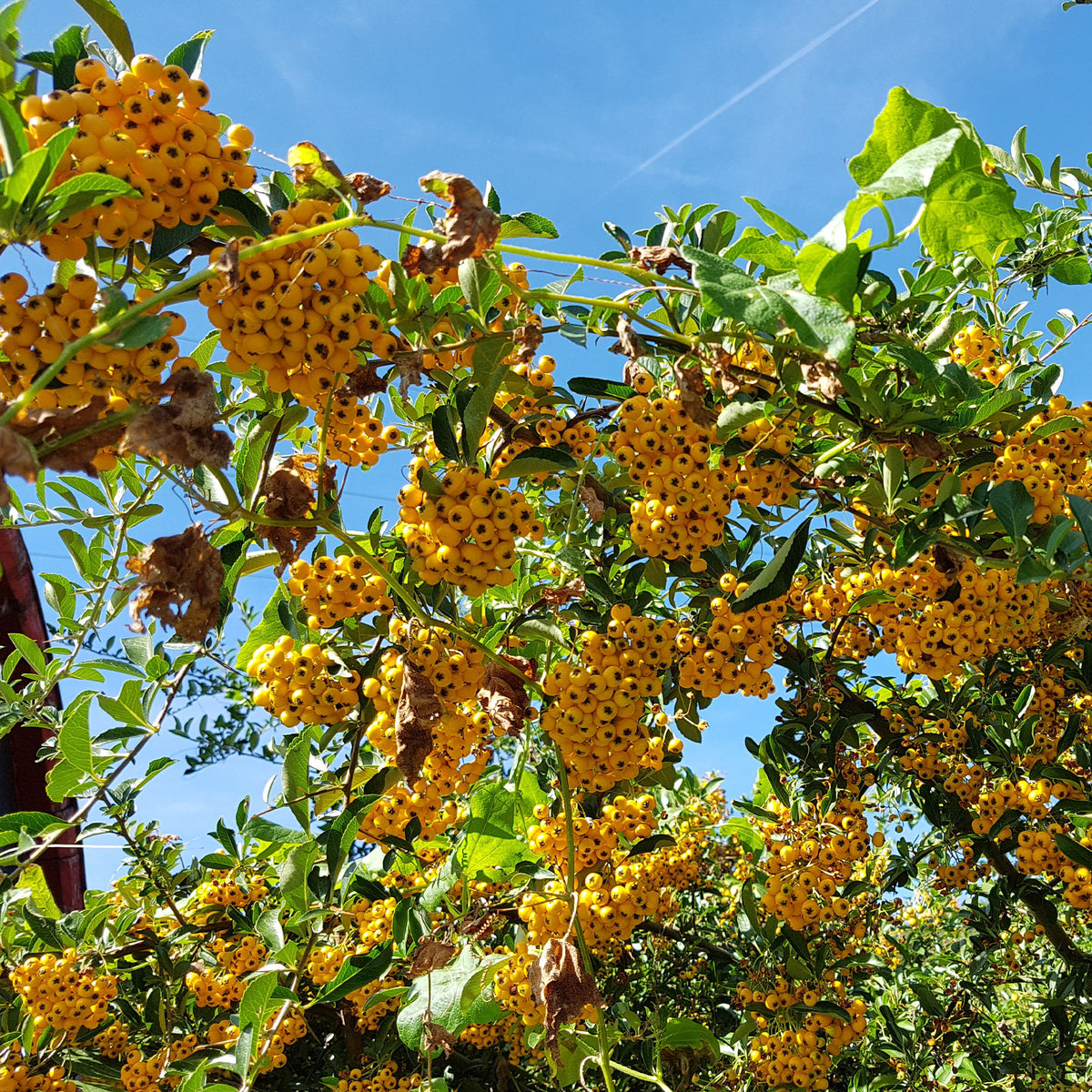 3 Pyracantha jaune - Pyracantha saphyr jaune - Bakker