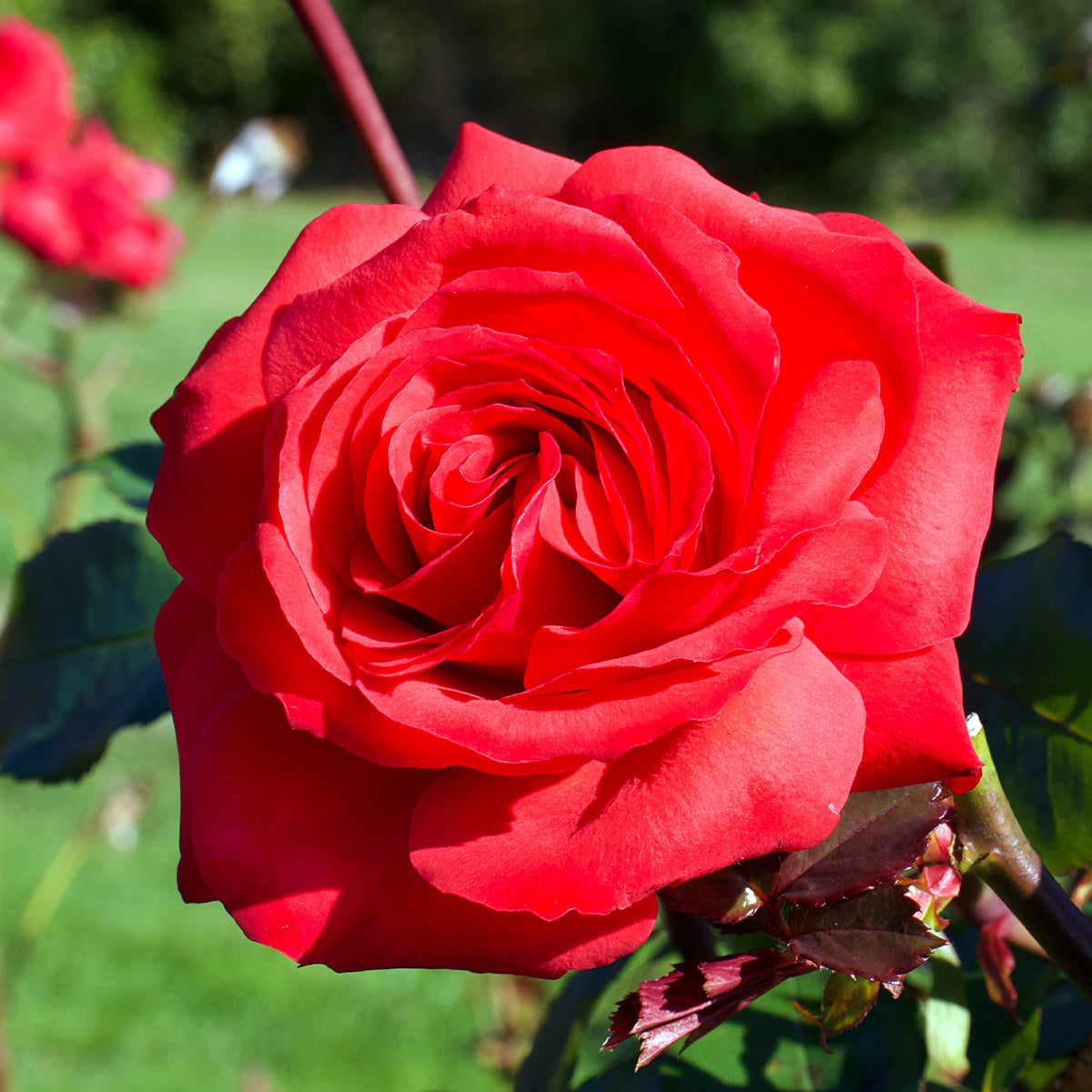 Rosa mr lincoln - Rosier buisson Mr Lincoln - Rosiers parfumés