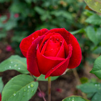 Rosier buisson Mr Lincoln - Rosa mr lincoln - Bakker