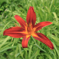 Vente Hémérocalle Crimson Pirate - Hemerocallis Crimson Pirate