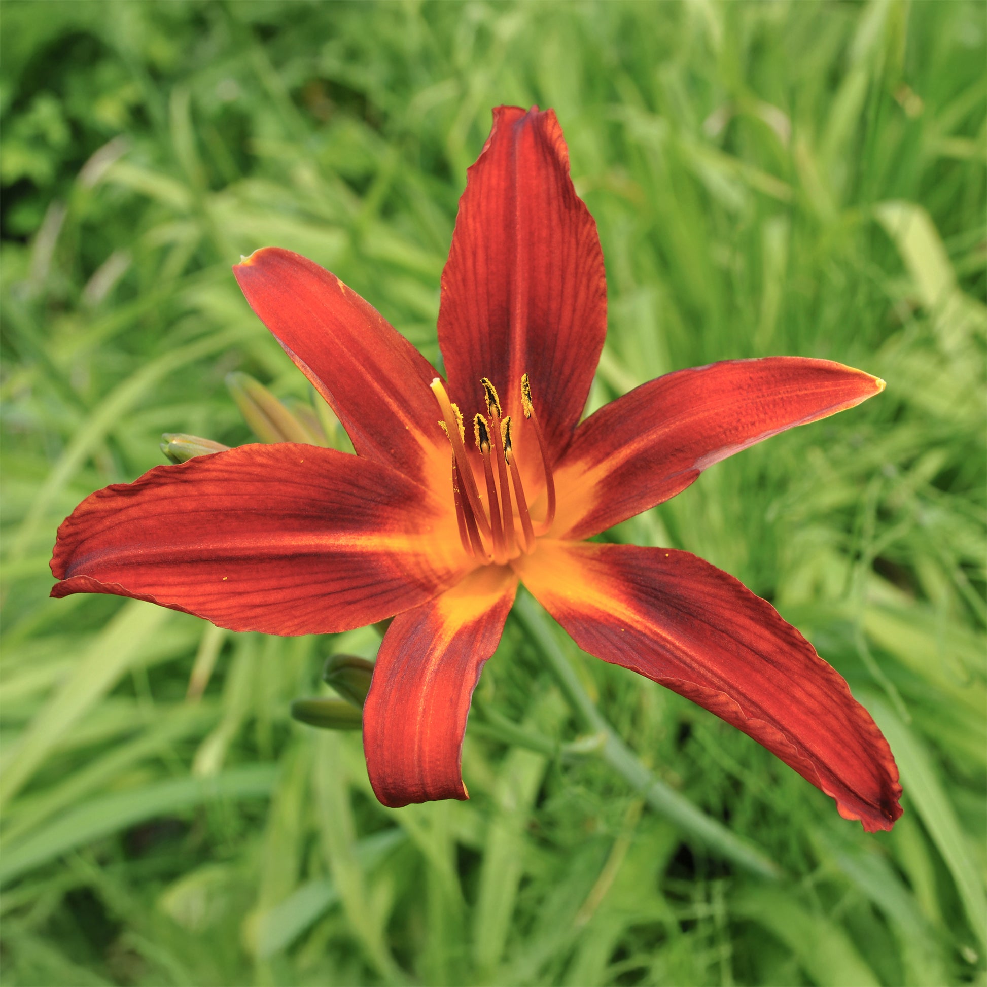 Vente Hémérocalle Crimson Pirate - Hemerocallis Crimson Pirate
