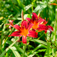 Hémérocalle Crimson Pirate - Hemerocallis Crimson Pirate - Bakker