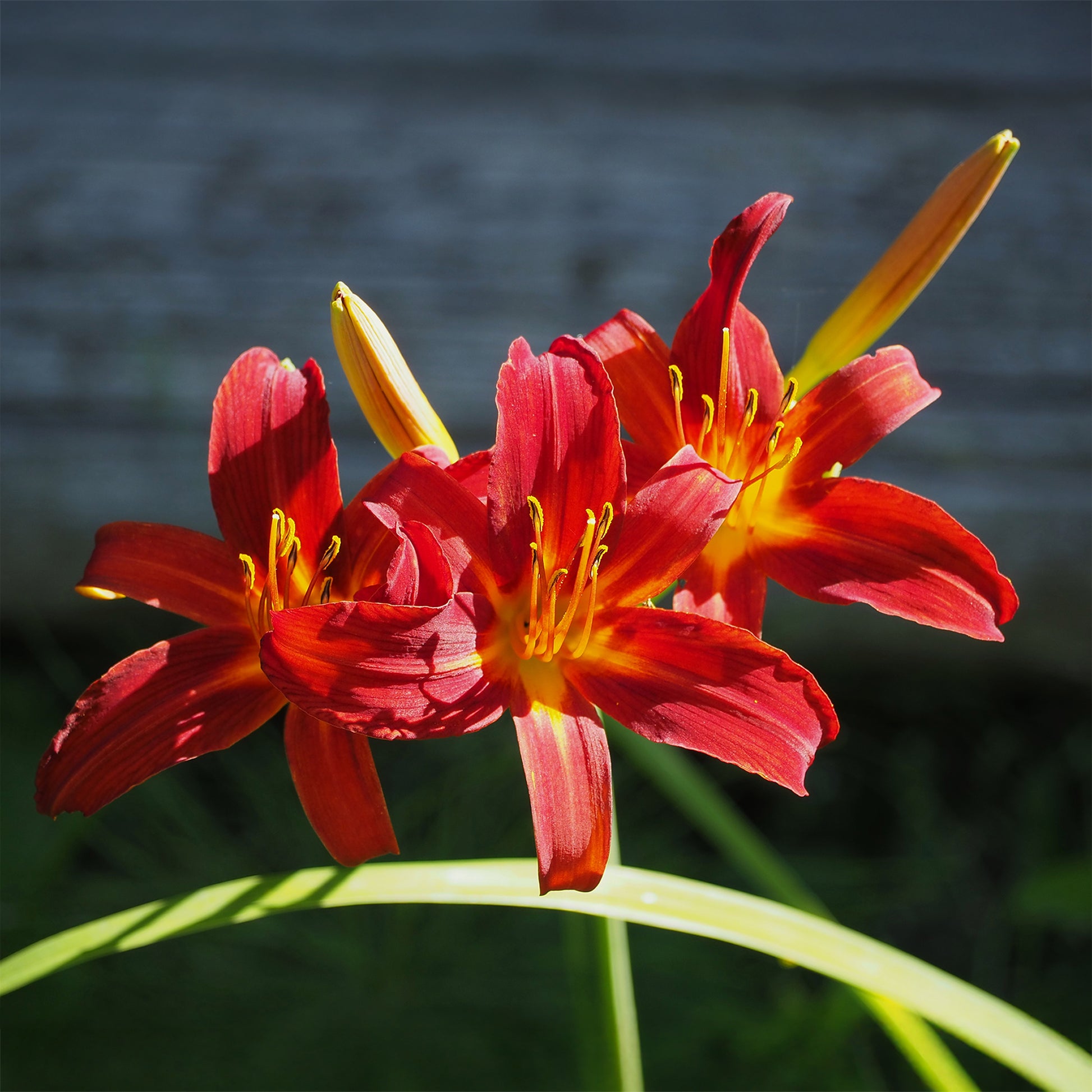 Hemerocallis Crimson Pirate - Hémérocalle Crimson Pirate - Hémérocalle