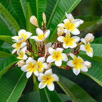 Frangipanier - Plumeria alba - Bakker