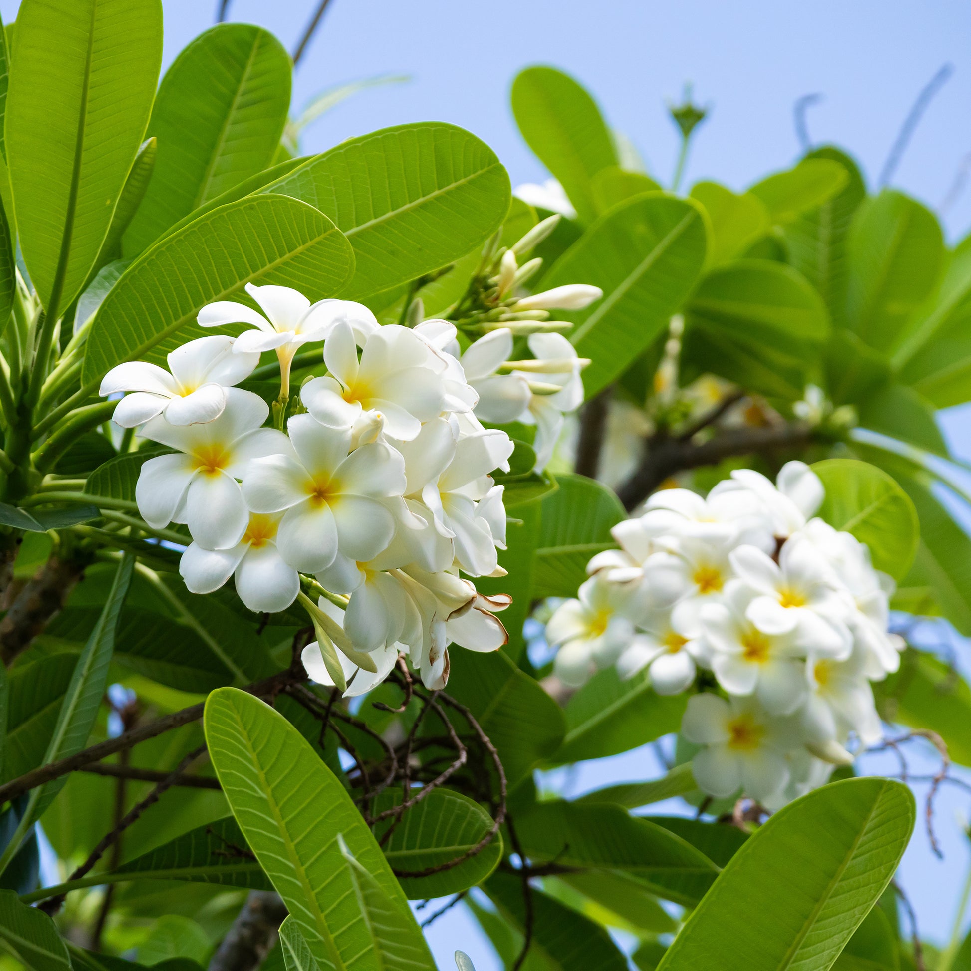 Plumeria alba - Frangipanier - Frangipanier - Plumeria