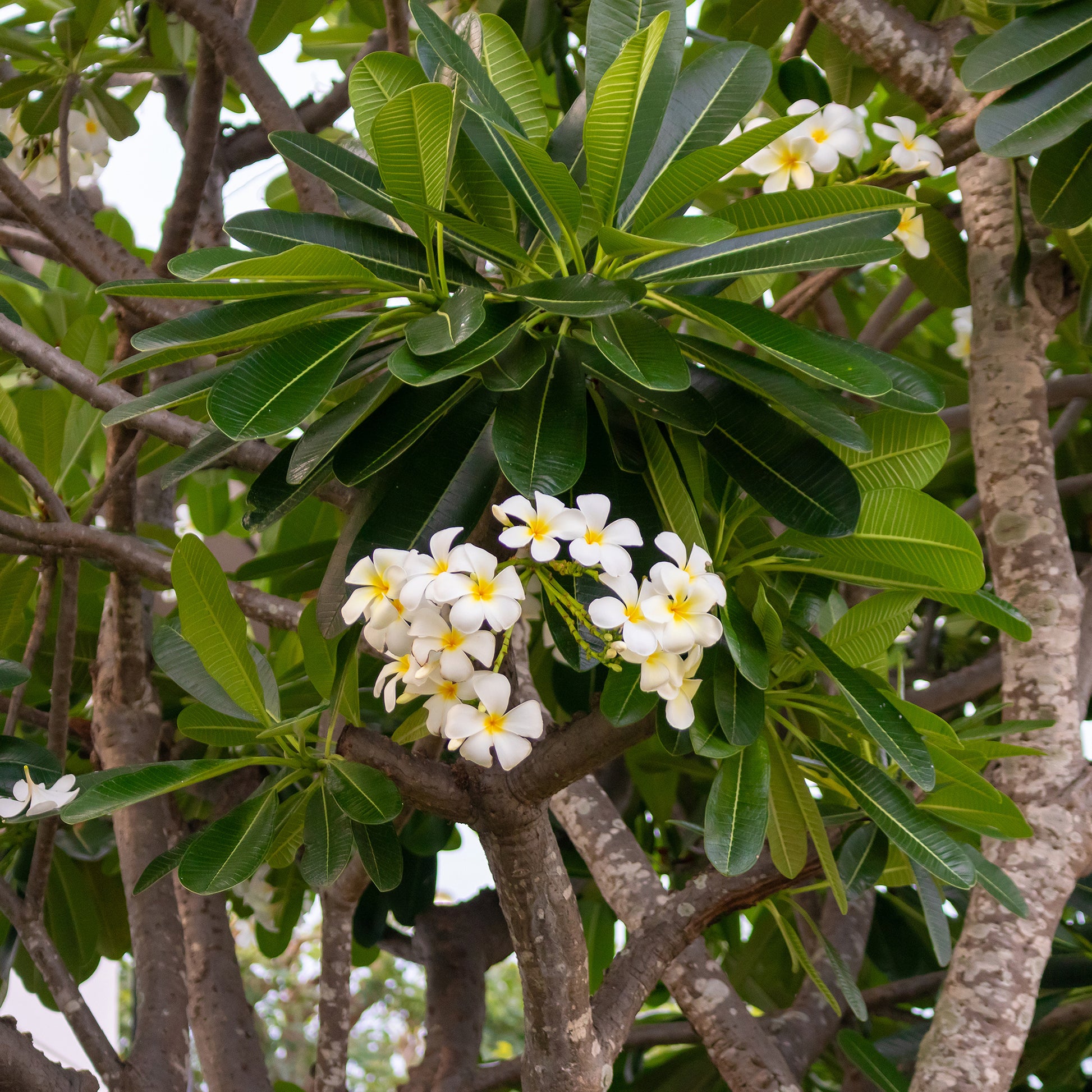 Vente Frangipanier - Plumeria alba