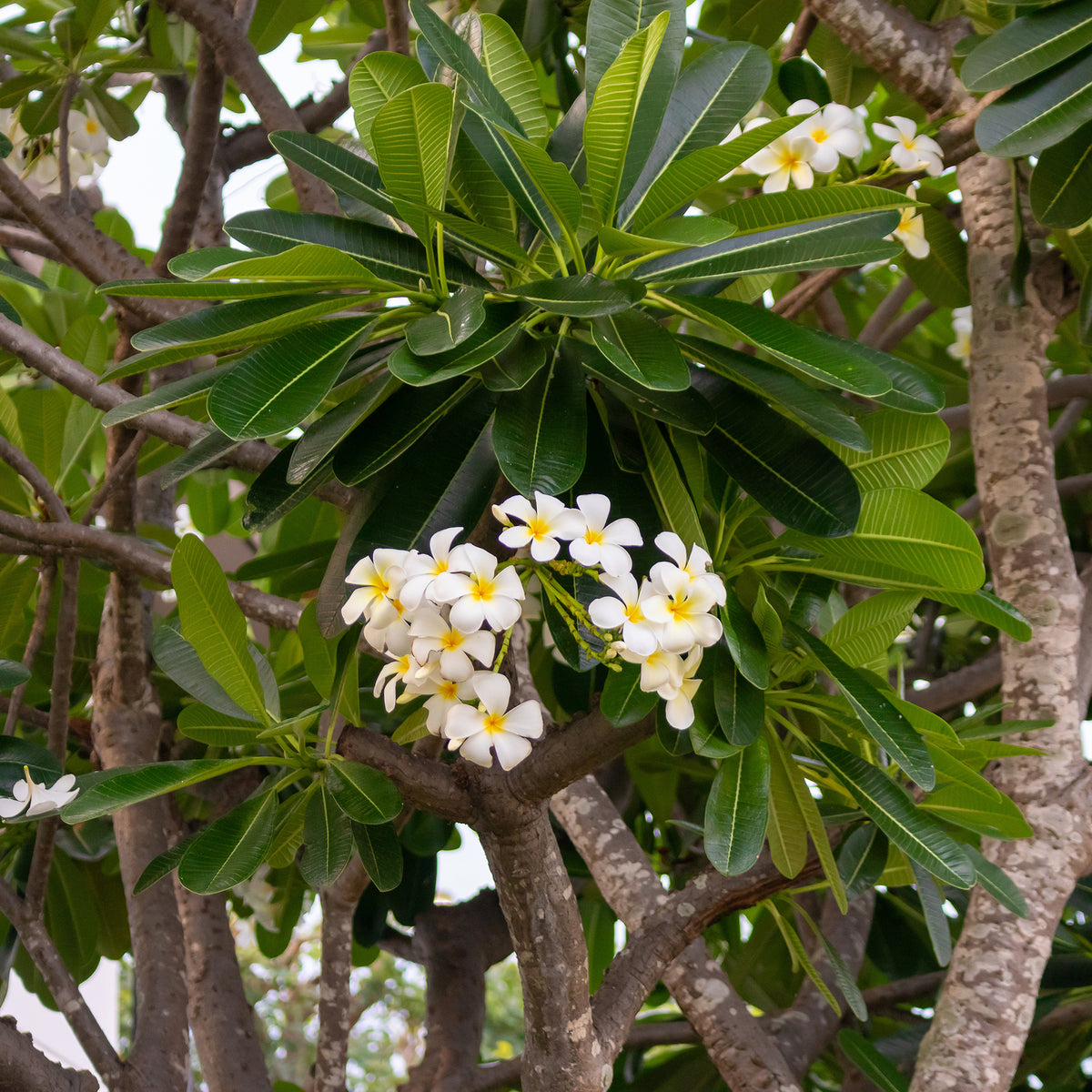 Vente Frangipanier - Plumeria alba