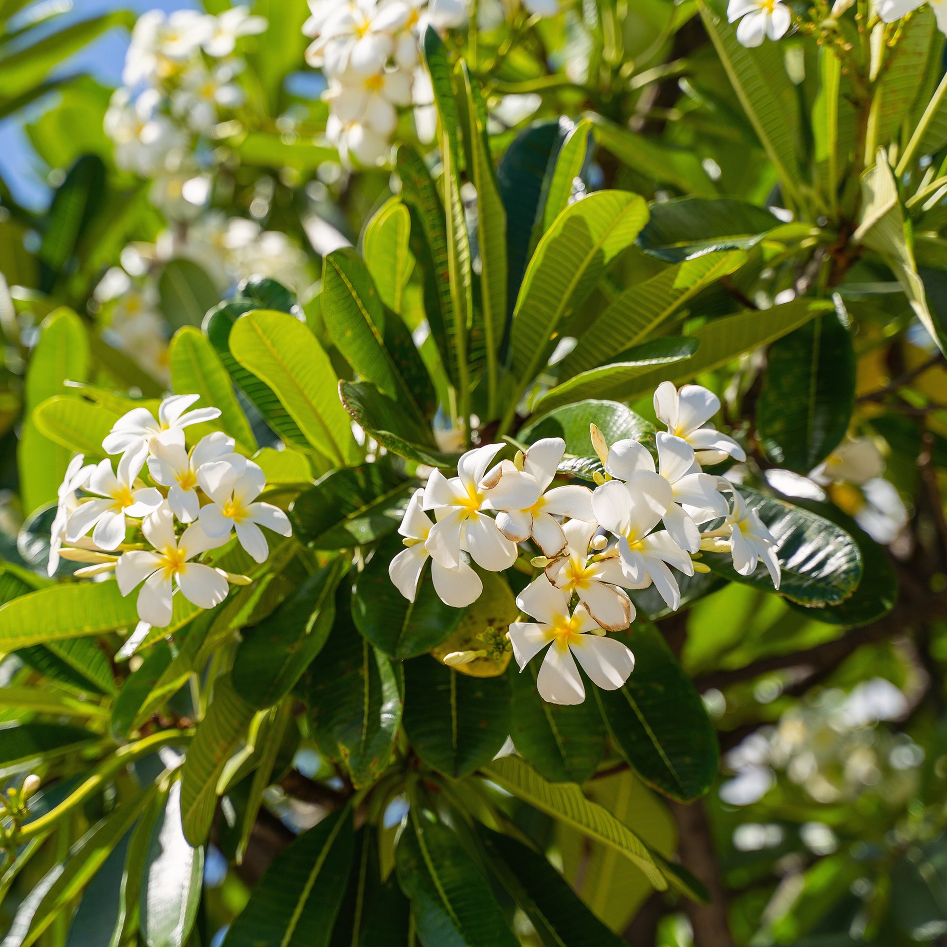 Frangipanier - Plumeria - Frangipanier - Plumeria alba