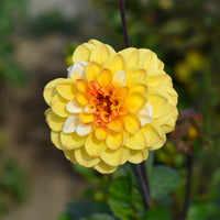 3 Dahlias pompon Double Jill - Dahlia double jill - Bakker