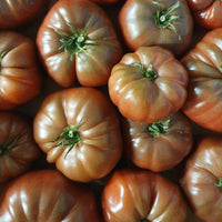 Tomate Noire de Crimée - Solanum lycopersicum Noire de Crimée - Bakker