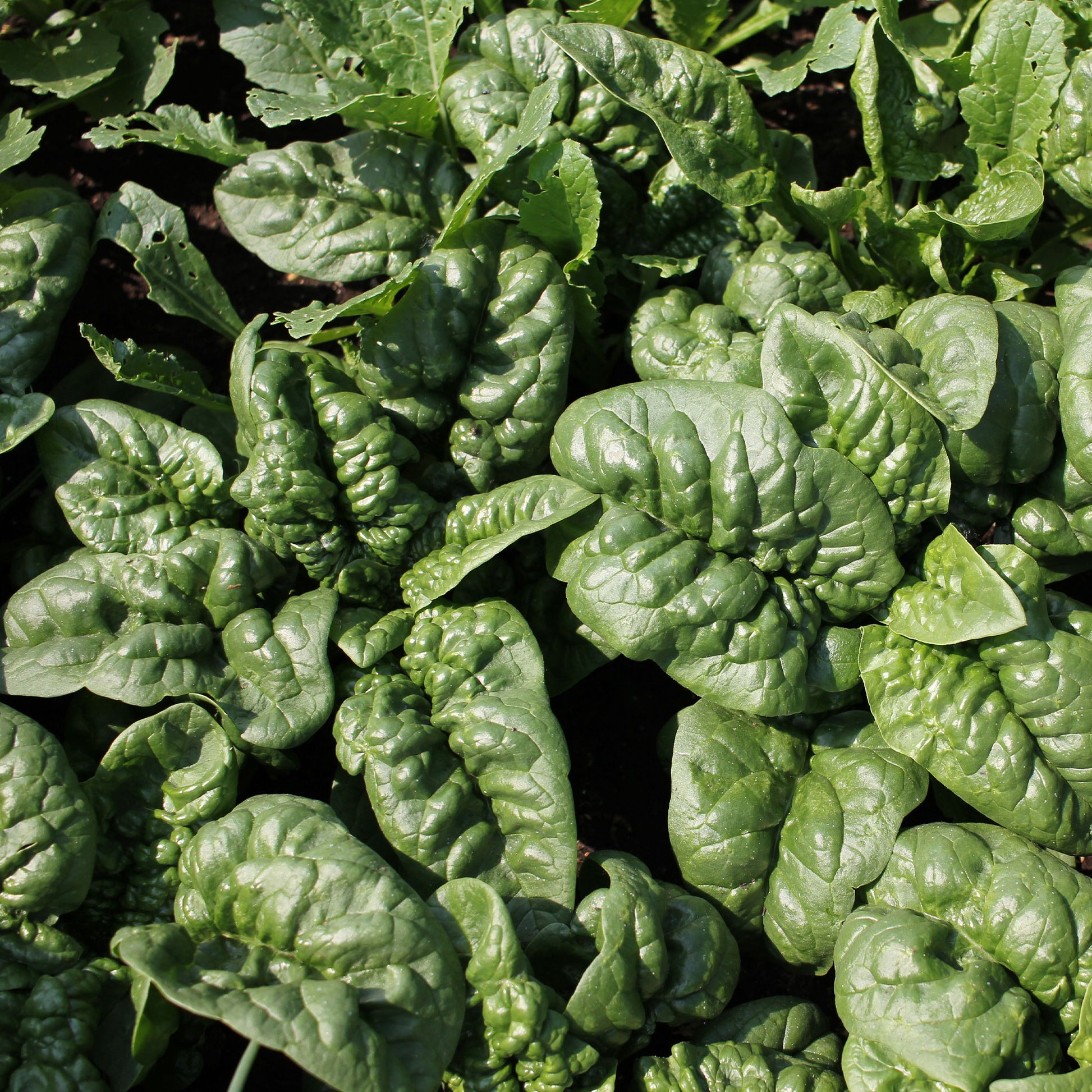 Epinard Lagos HF1 - Spinacia oleracea  lagos hf1 (obt. clause) (30 g) - Bakker