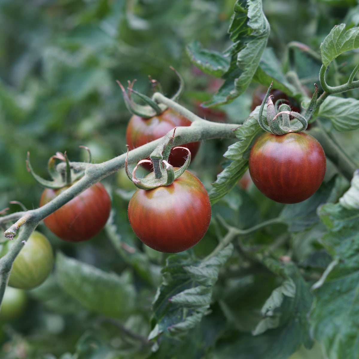 Tomate-cerise Cerise Chocolate - Bakker