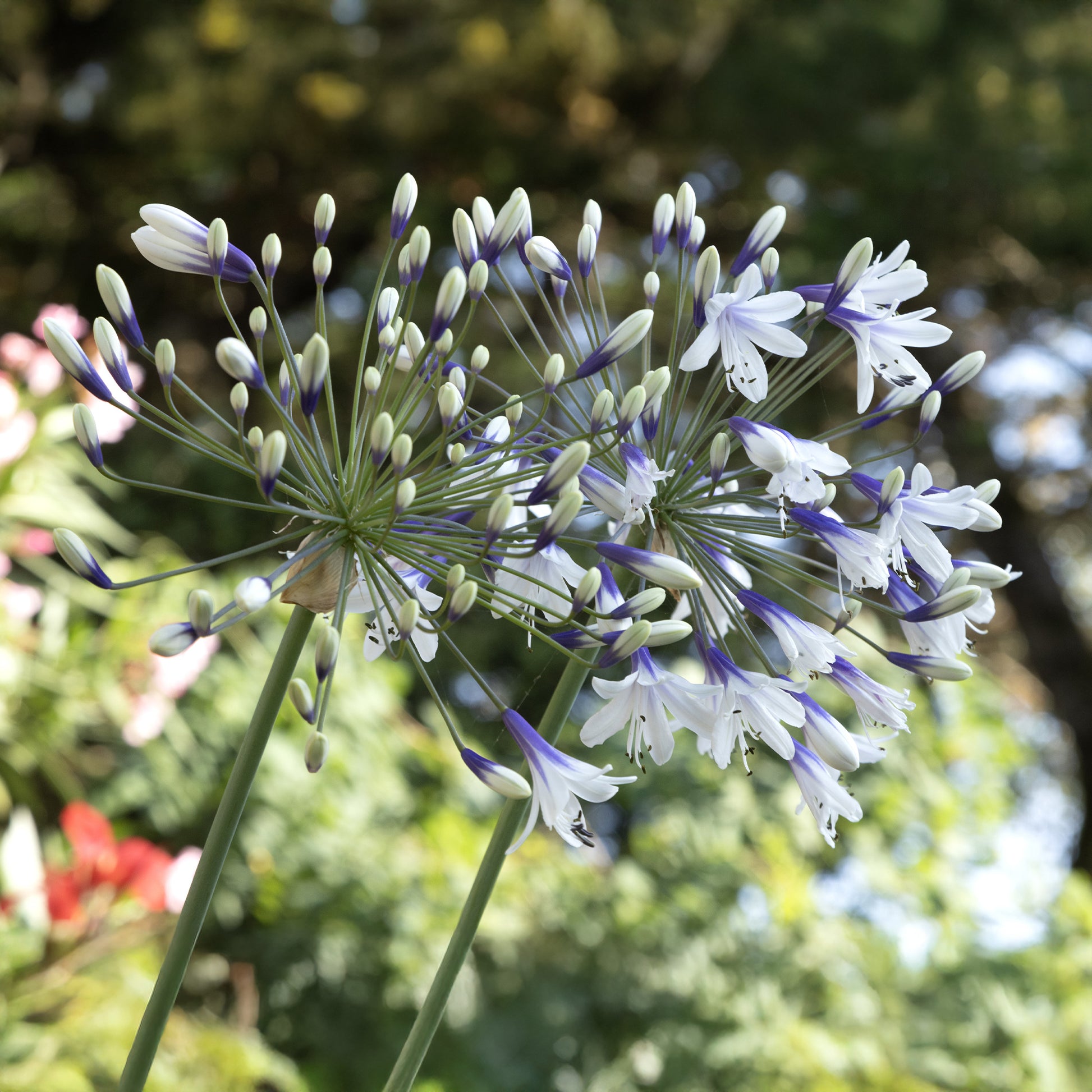 Agapanthe Twister - Agapanthus Twister - Bakker