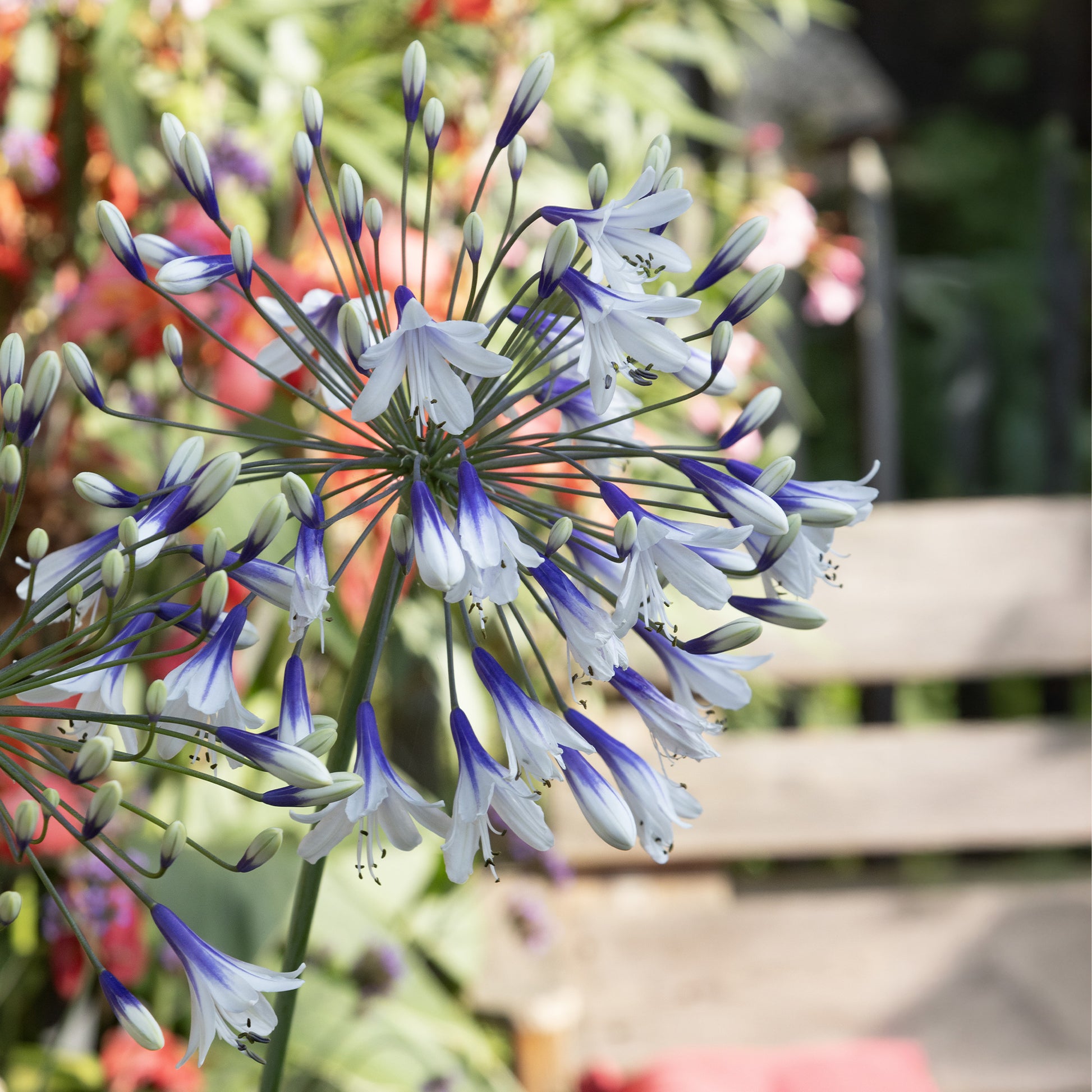 Agapanthes - Agapanthe Twister - Agapanthus Twister