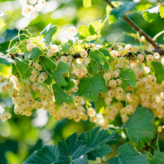 2 Groseilliers Blanka - Bakker