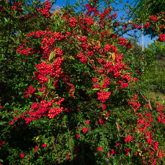 Pyracantha rouge - Bakker