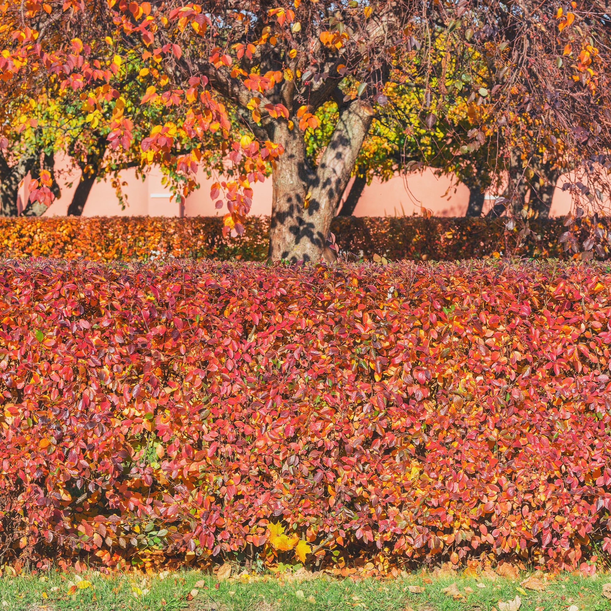 Arbustes - Haie de Cotonéasters - Cotoneaster lucidus