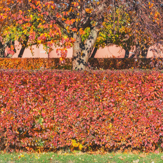 Arbustes - Haie de Cotonéasters - Cotoneaster lucidus
