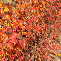 Cotoneaster lucidus - Haie de Cotonéasters - Arbustes