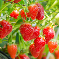20 Fraisiers non remontants Gariguette - Fragaria x ananassa Gariguette - Bakker