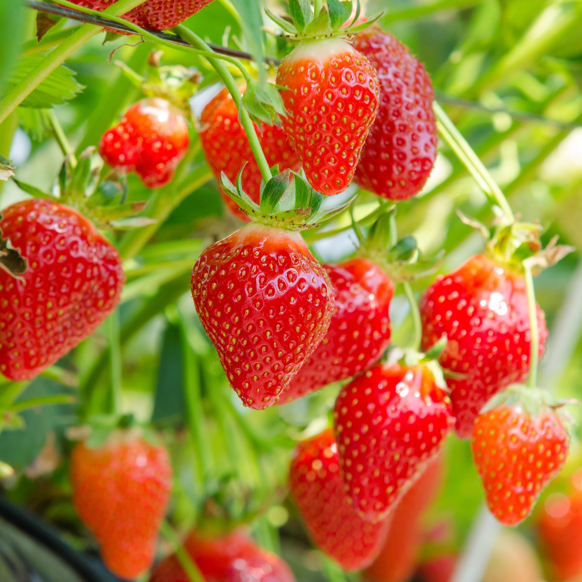 20 Fraisiers non remontants Gariguette - Fragaria x ananassa Gariguette - Bakker