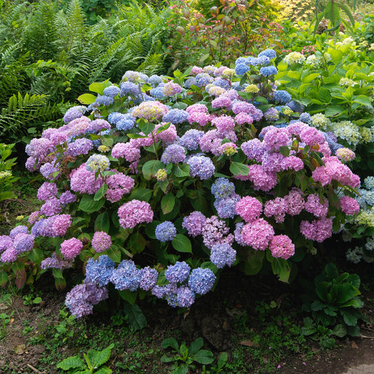 Hortensia macrophylla - Hortensia tricolore - Hydrangea macrophylla