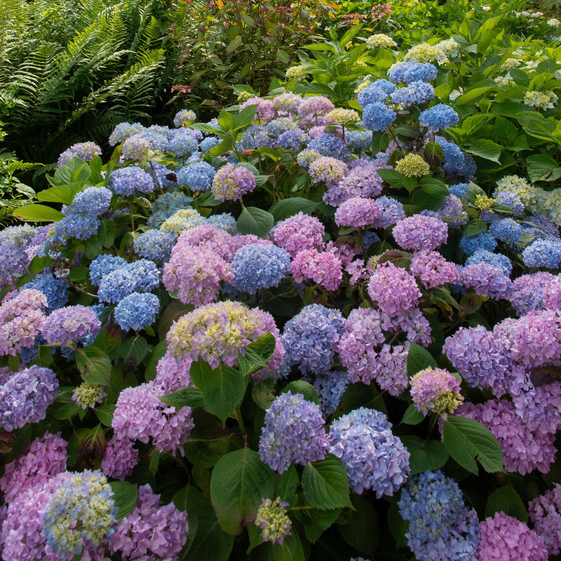 Hortensia tricolore - Hydrangea macrophylla - Bakker