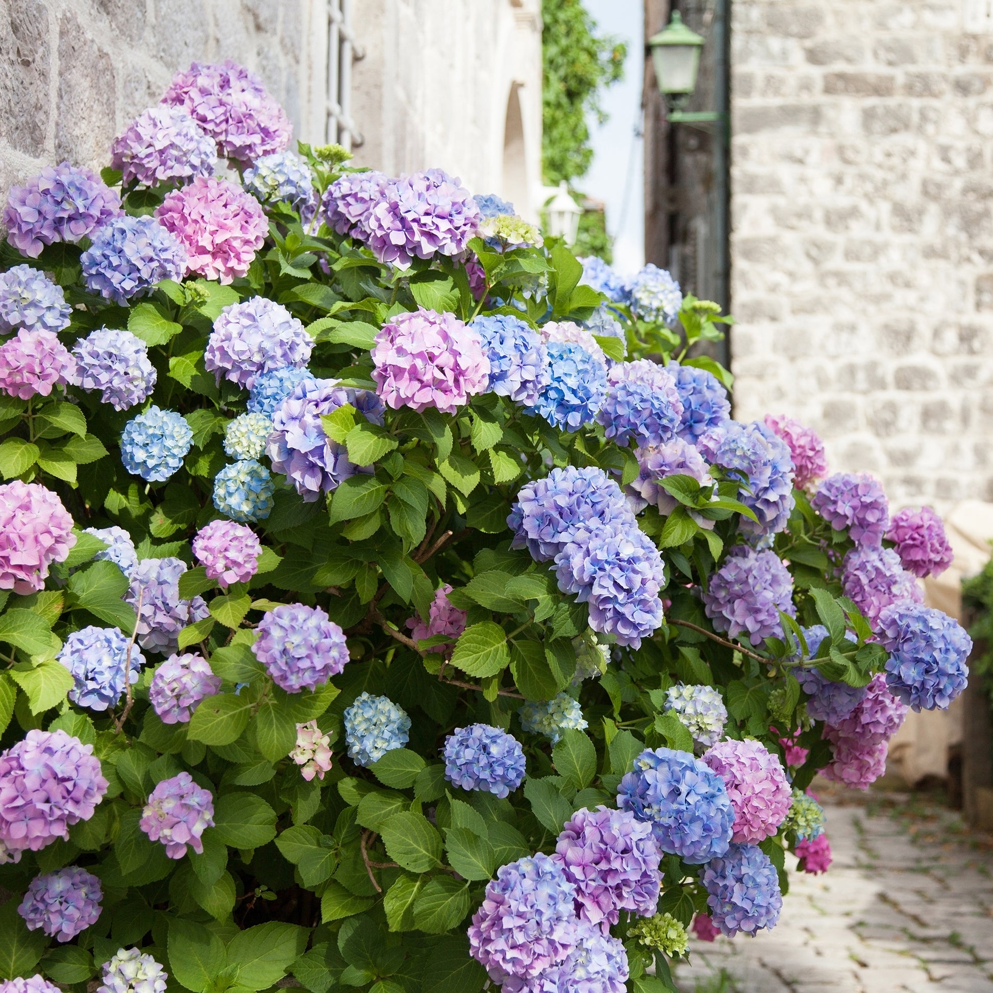 Hydrangea macrophylla - Hortensia tricolore - Hortensia macrophylla