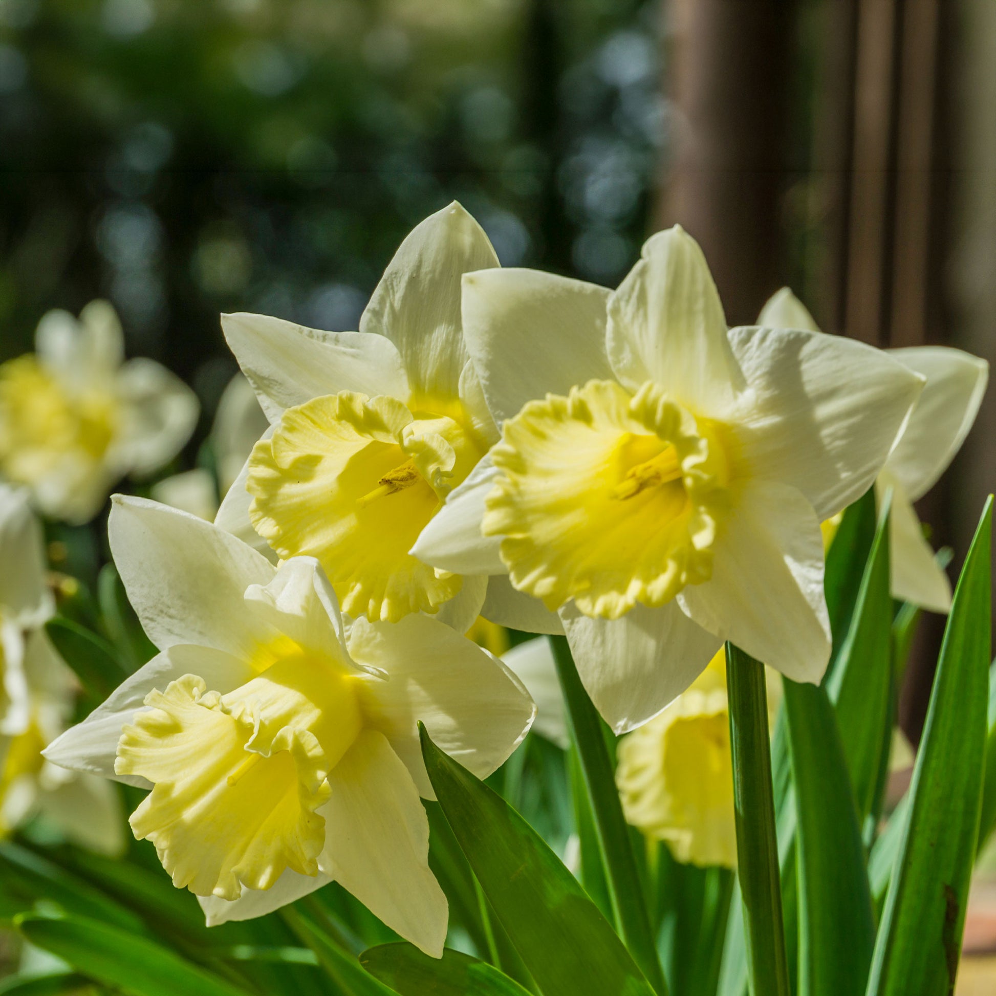 Bulbes de Narcisse - 10 Narcisses Goblet - Narcissus goblet