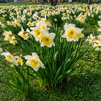 10 Narcisses Goblet - Bakker