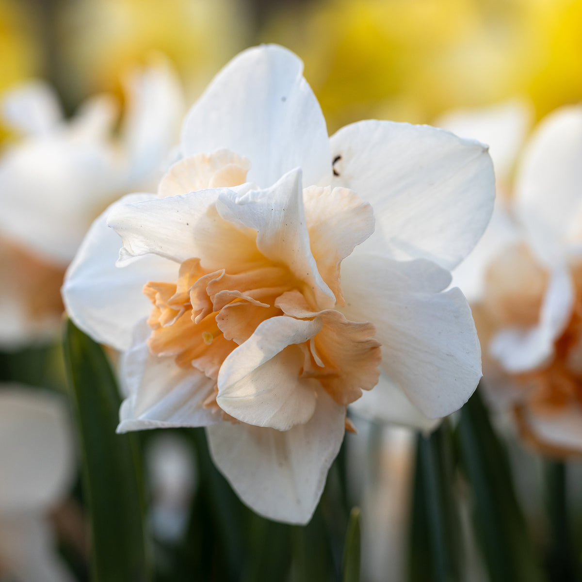 10 Narcisses à fleurs doubles doubles Delnashaugh