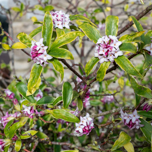 Daphne Perfum Princess - Bakker