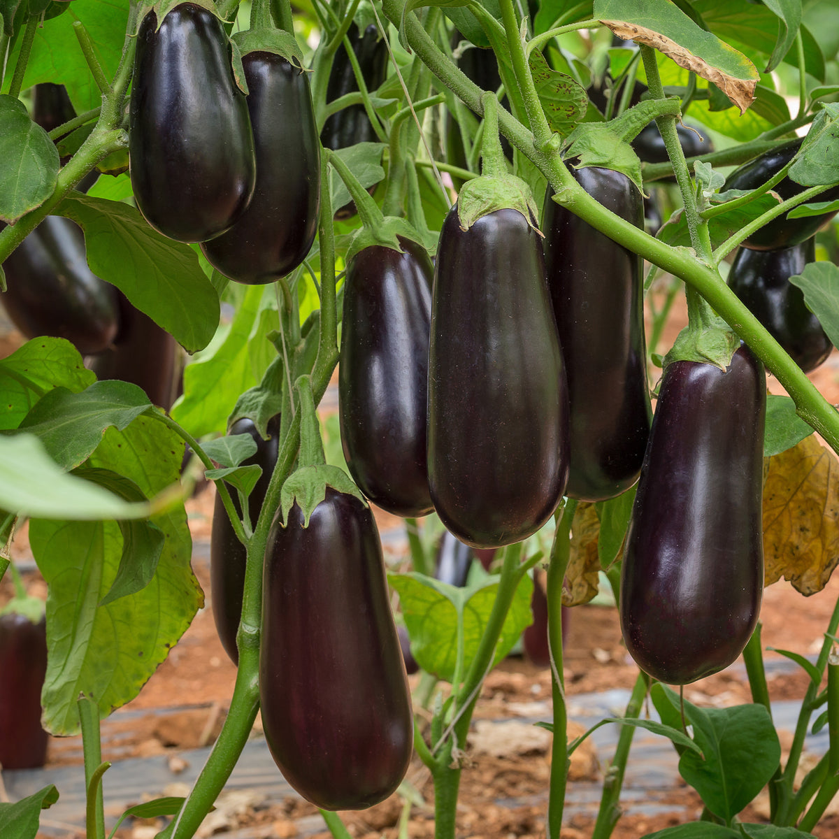 Plant Aubergine Baluroi F1 - Solanum melongena Baluroi F1 - Bakker