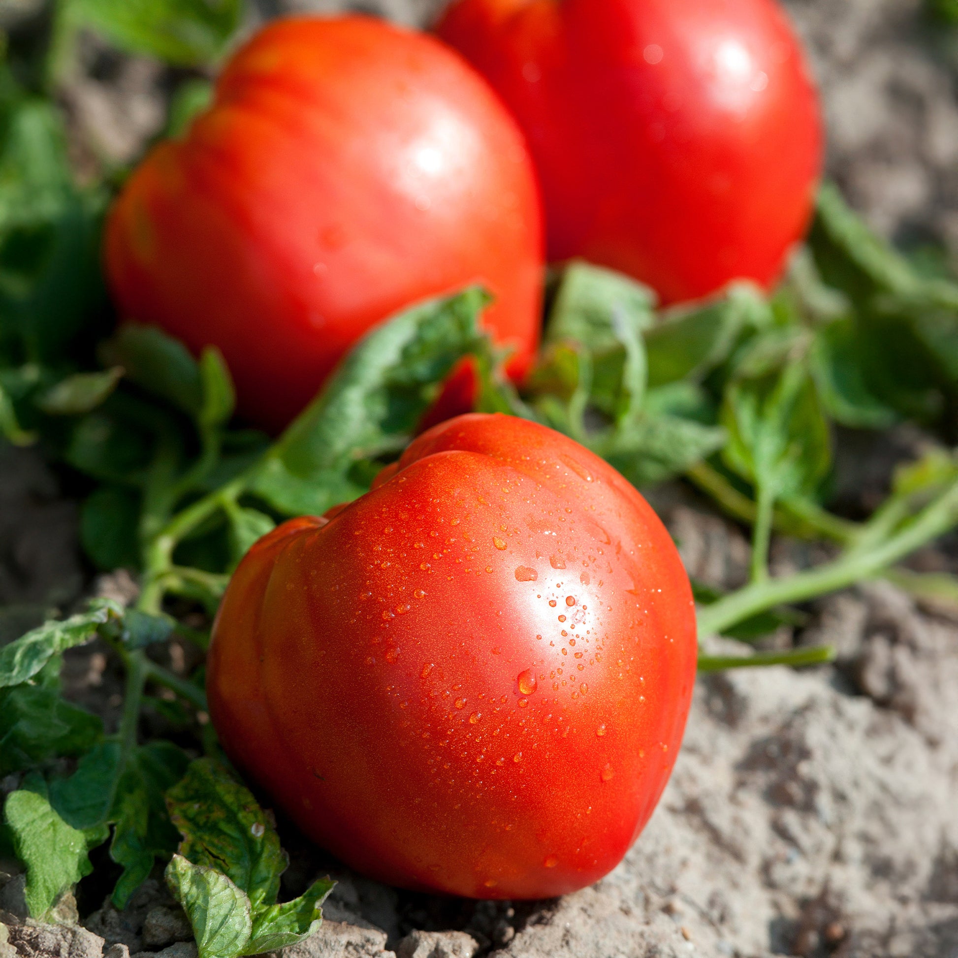 Solanum lycopersicum coeur de boeuf - Plant Tomate Coeur de Boeuf - 