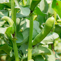 Graines de légumineuses - Fève blanche extra hâtive - Vicia faba blanche précoce
