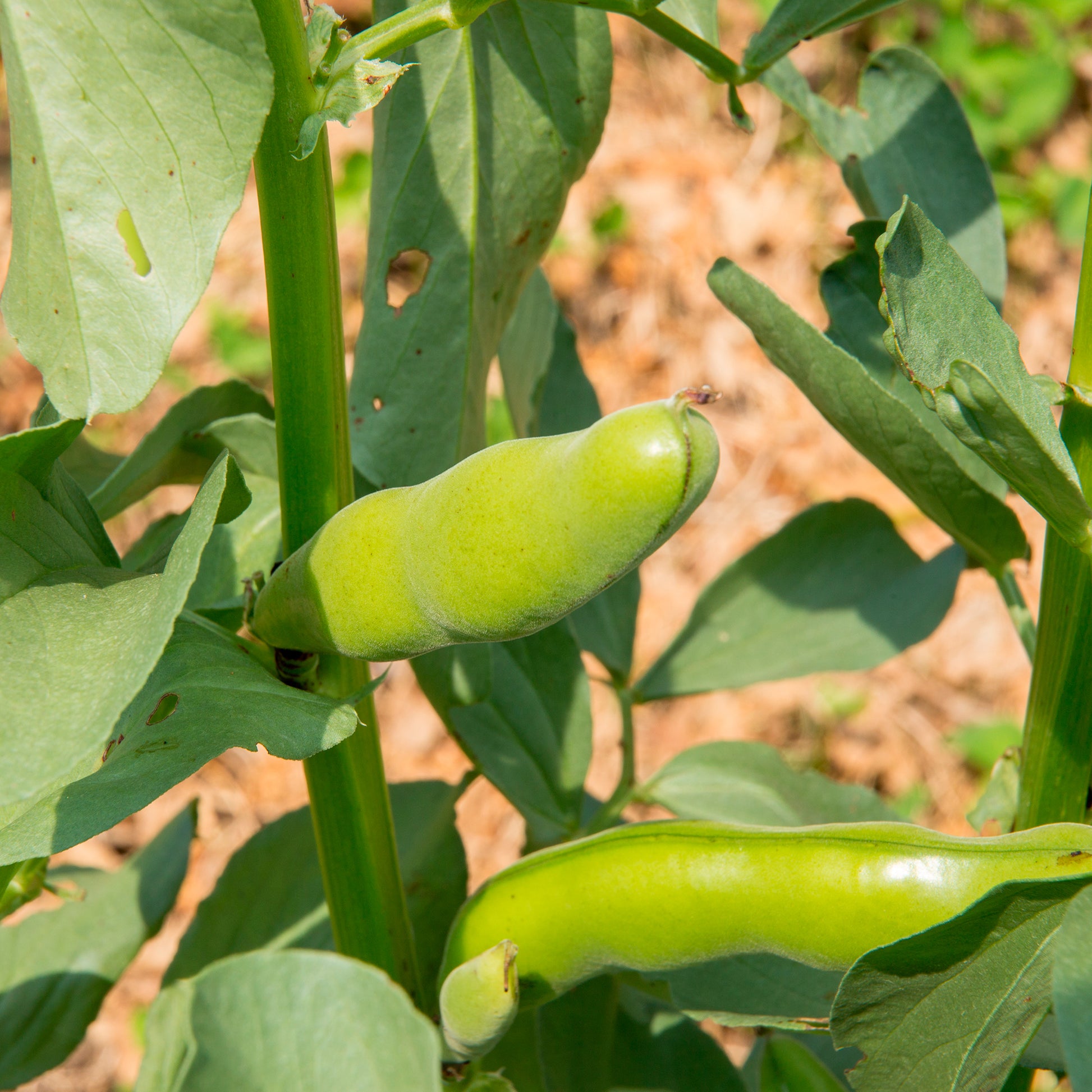 Vicia faba blanche précoce - Fève blanche extra hâtive - Graines de légumineuses