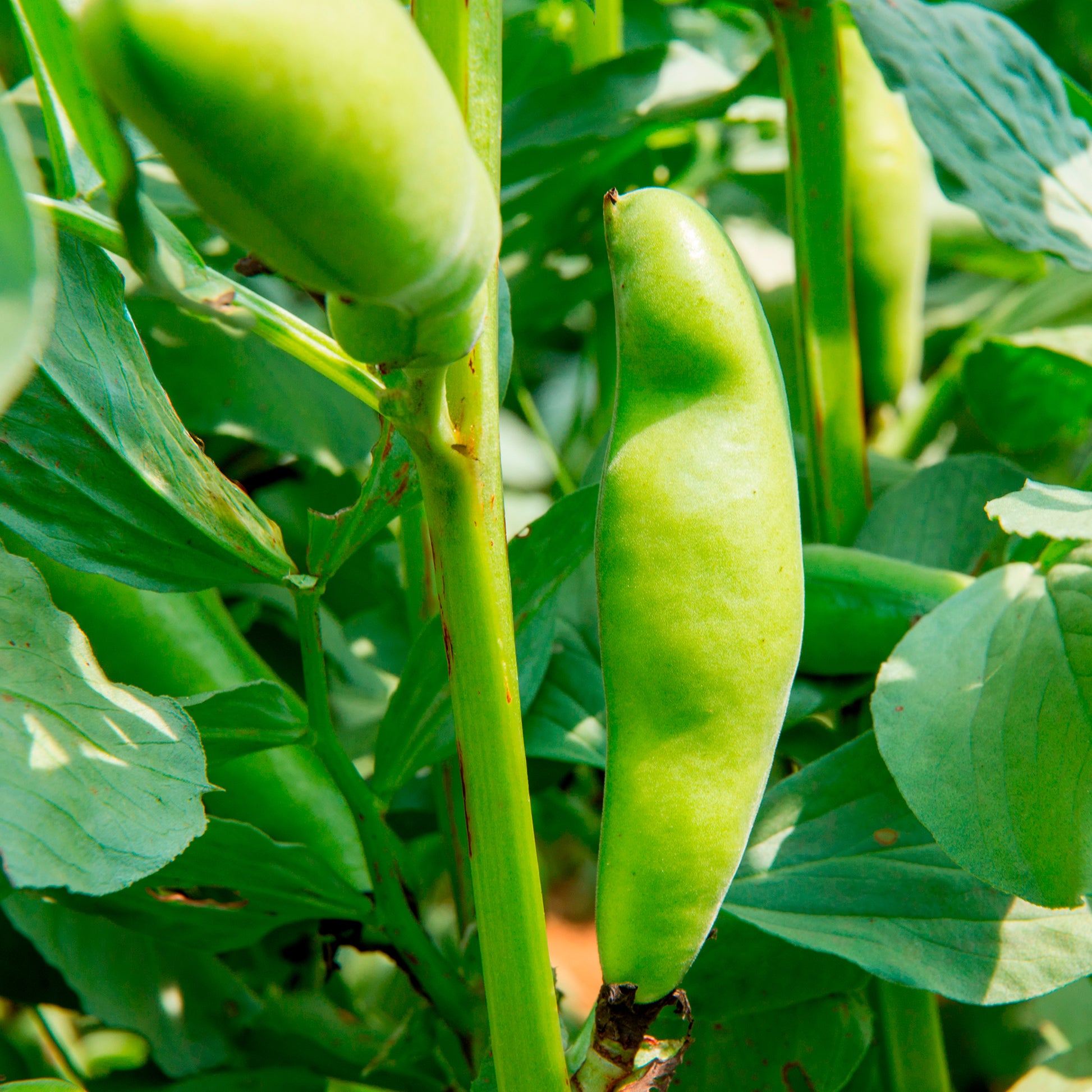 Vente Fève blanche extra hâtive - Vicia faba blanche précoce