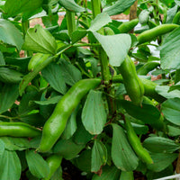 Fève blanche extra hâtive - Vicia faba blanche précoce - Bakker