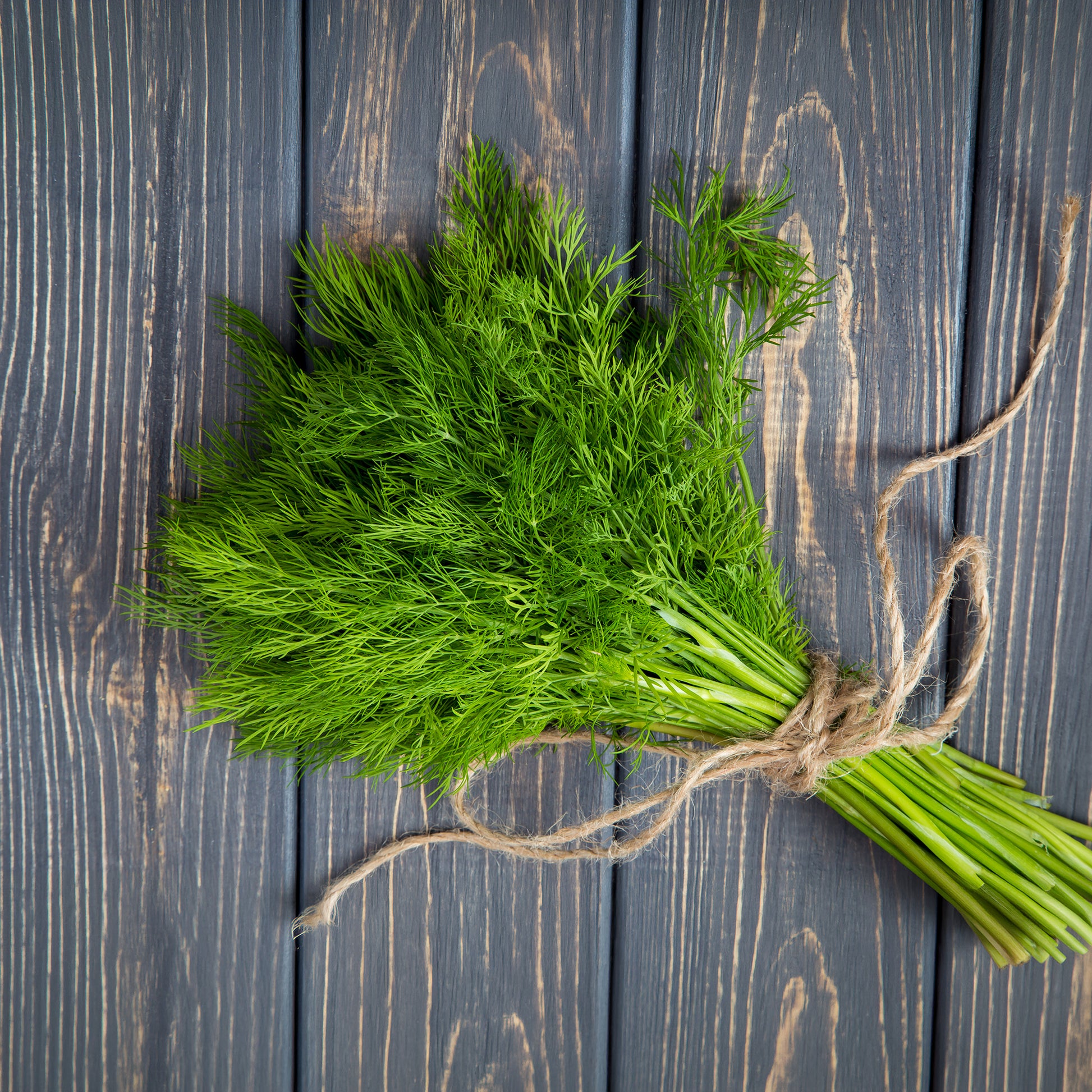 Aneth Bouquet - Anethum graveolens bouquet - Bakker