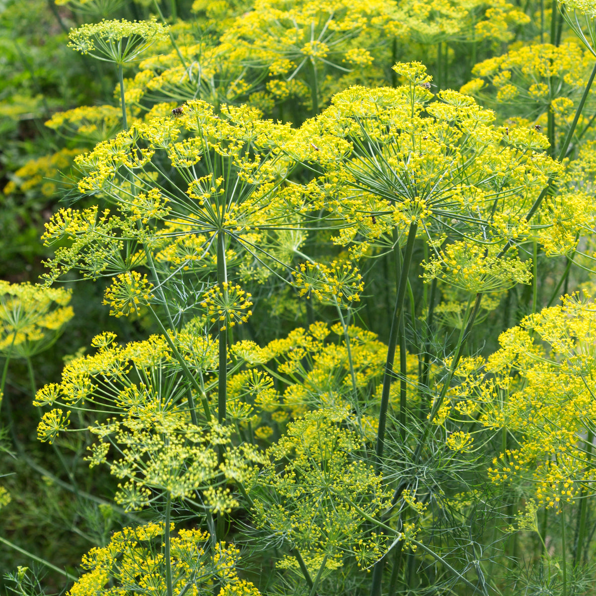 Graines d'aromatiques - Aneth Bouquet - Anethum graveolens bouquet