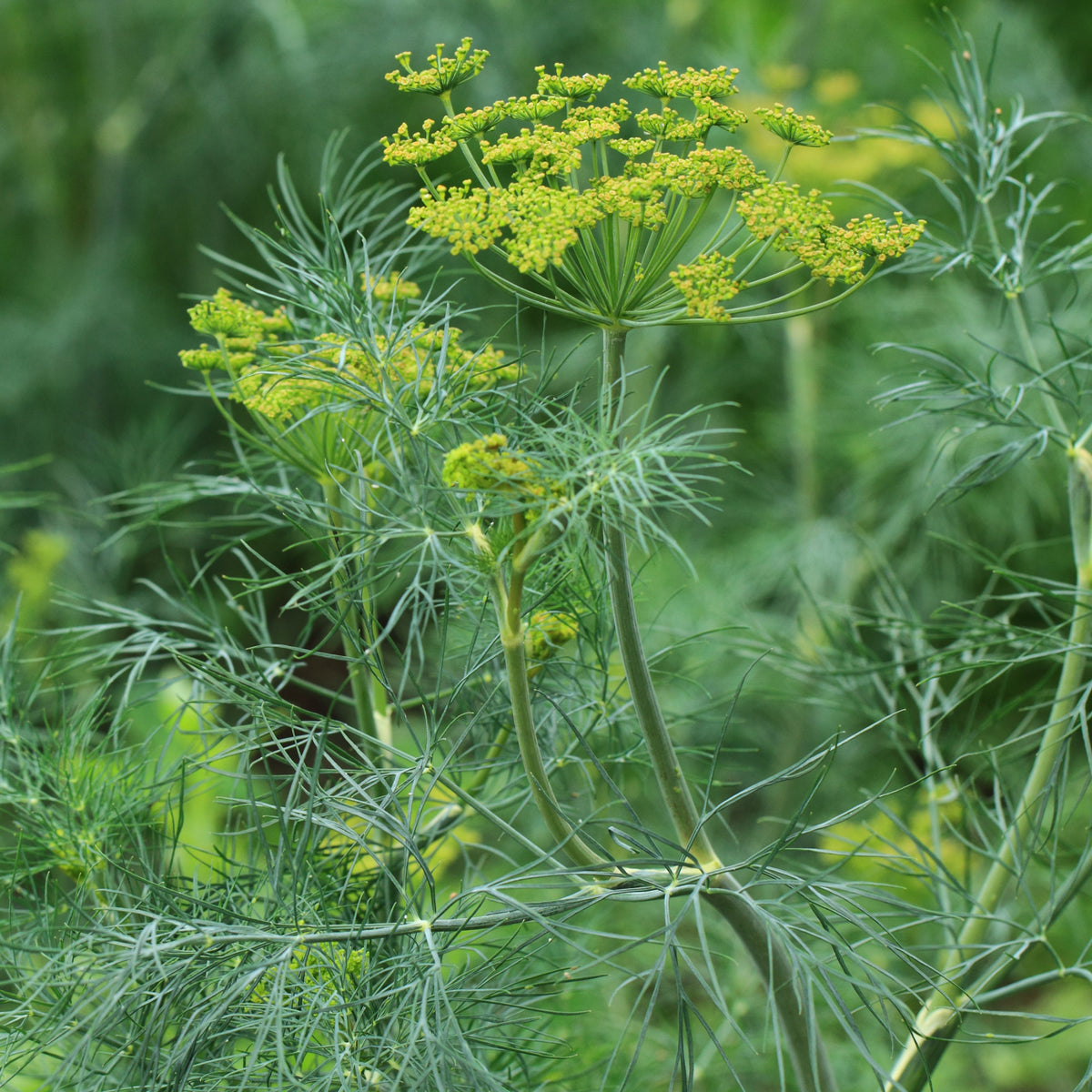 Anethum graveolens bouquet - Aneth Bouquet - Graines d'aromatiques